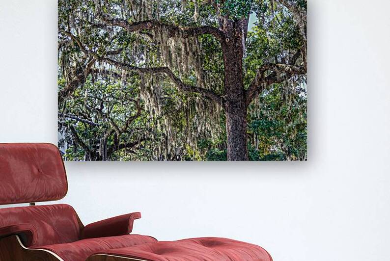 Spanish Moss in Oak Tree by Darryl Brooks