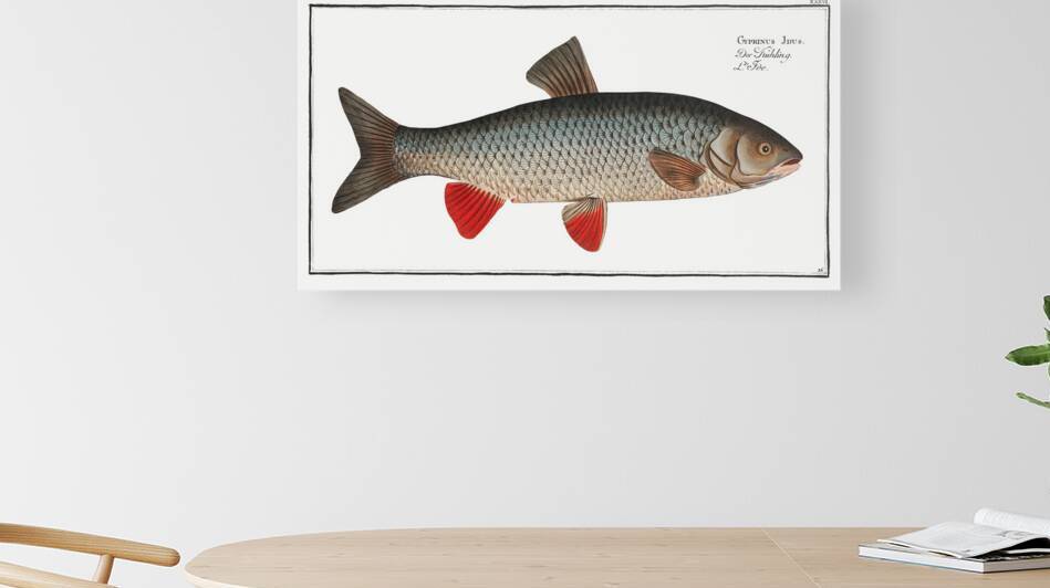 Ide Orfe by History In Your Home