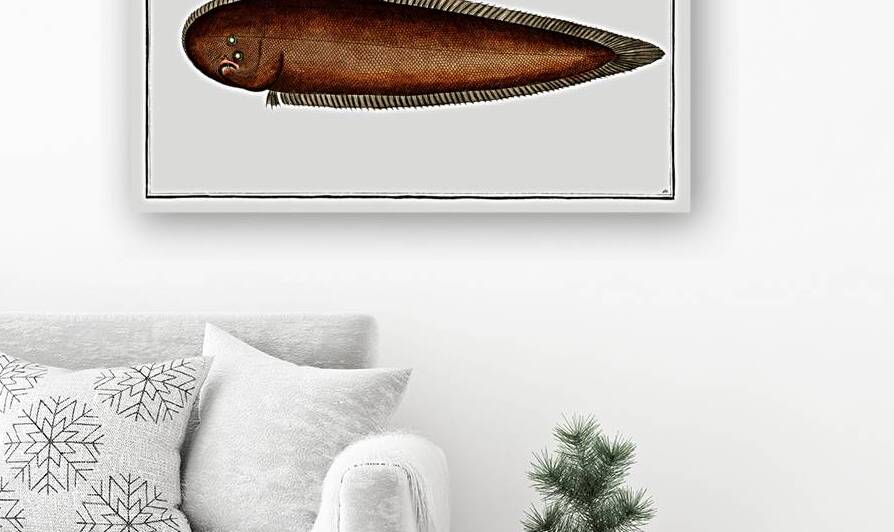 Pacific Rock Sole by History In Your Home