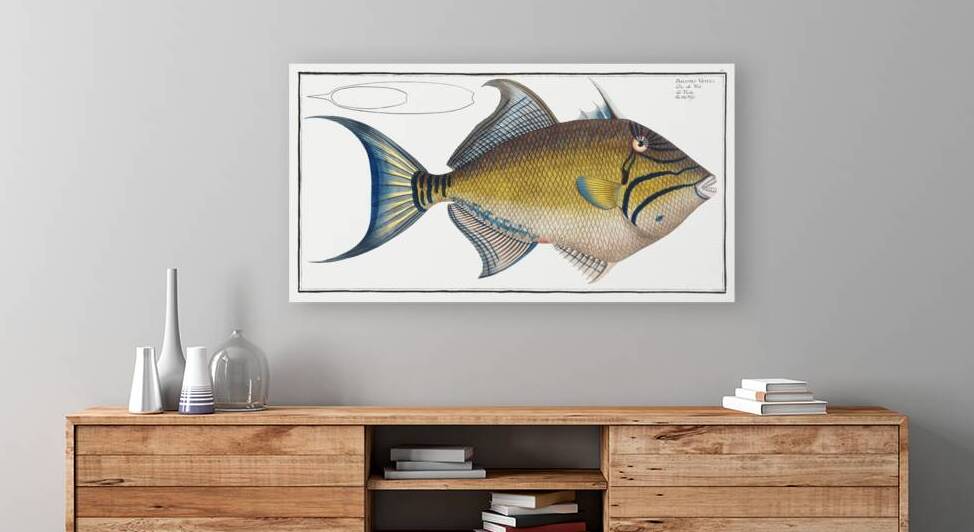 Queen Triggerfish by History In Your Home