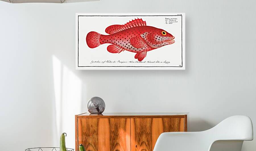 Red Hind Lucky Grouper Koon by History In Your Home