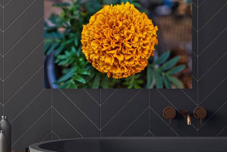 Sol Radiance – Marigold Bloom by AM Productions