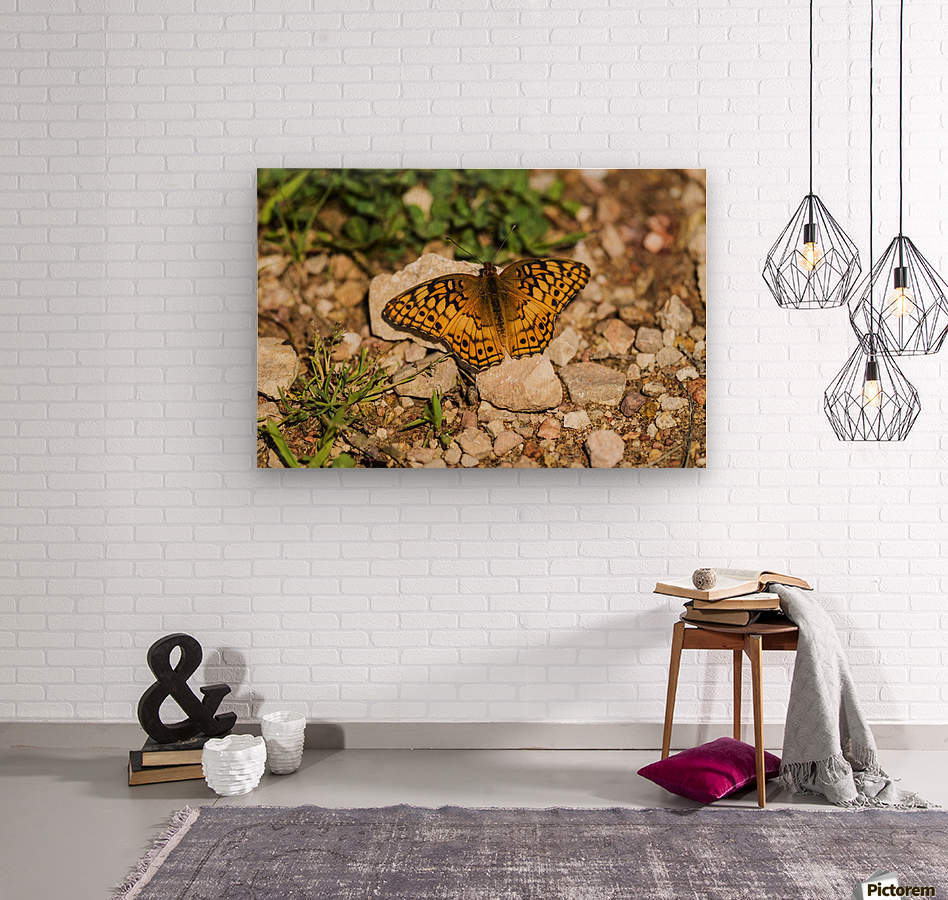 A Variegated Fritillary Butterfly (Euptoieta claudia) soaks up sunlight; Tahlequah, Oklahoma, United States of America  Wood print