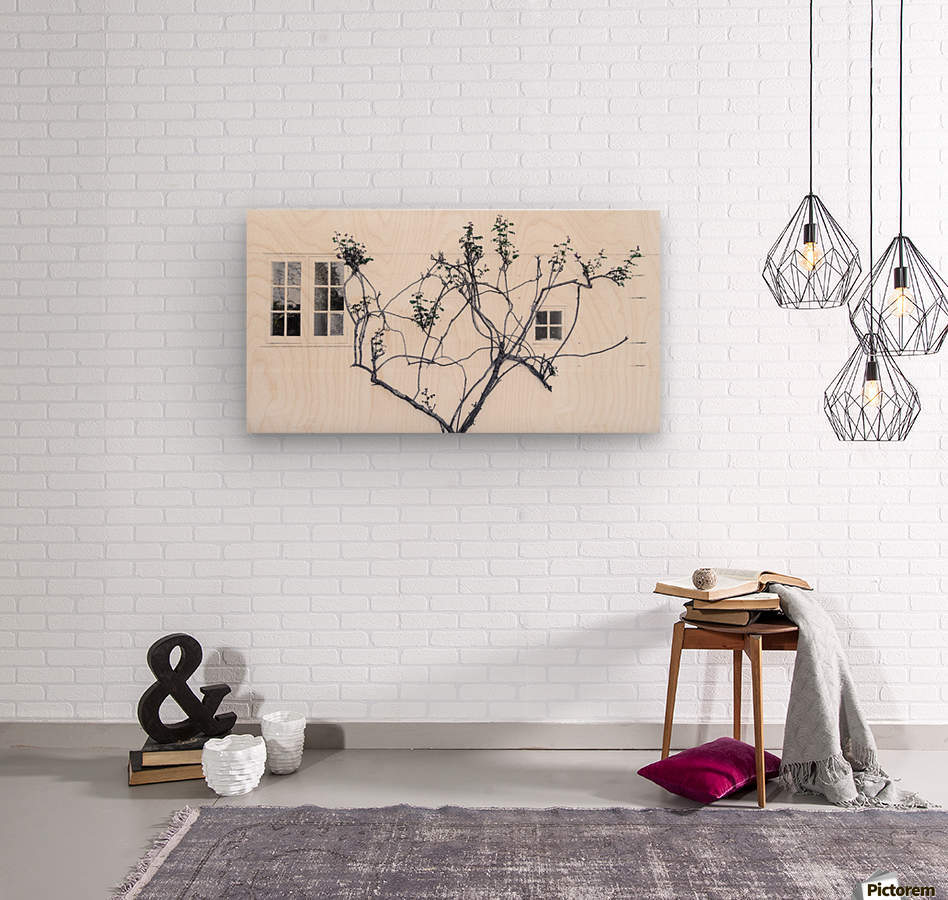 Tree Grows Alongside A White Washed Wall Killarney National Park