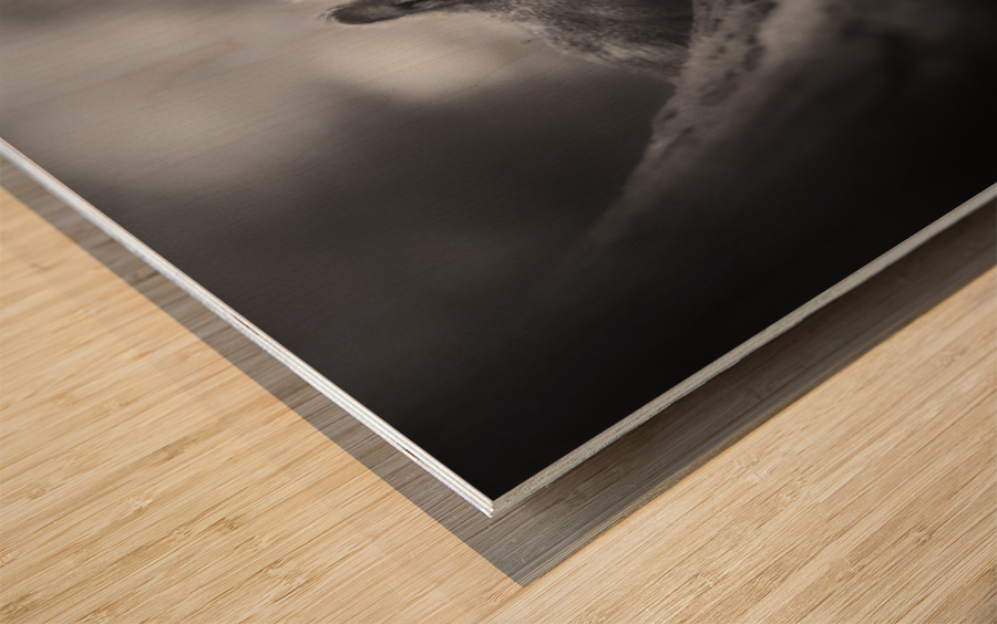 In the woods Wood print