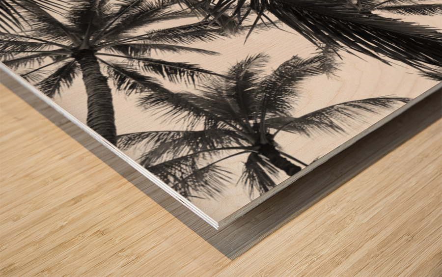Low angle view of coconut palm trees in black and white; Honolulu, Oahu, Hawaii, United States of America Wood print
