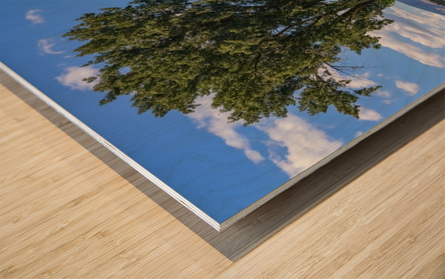Beef cows rest in the shade of the barn roof under a blue sky with fluffy white clouds in the summer in the North Okanogan; British Columbia, Canada Wood print