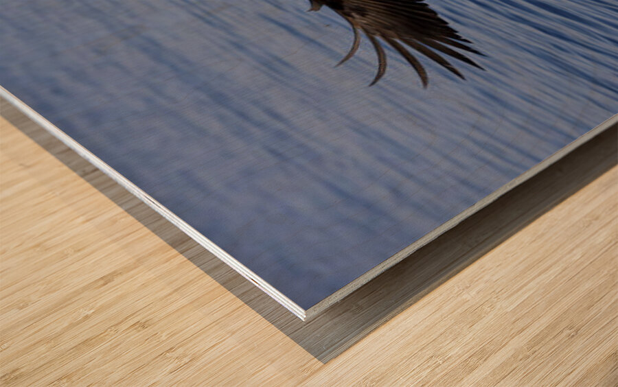 A Bald Eagle Swoops In With Talons Extended Just Before Catching A Fish From The Ocean In Southeast, Alaska. Wood print