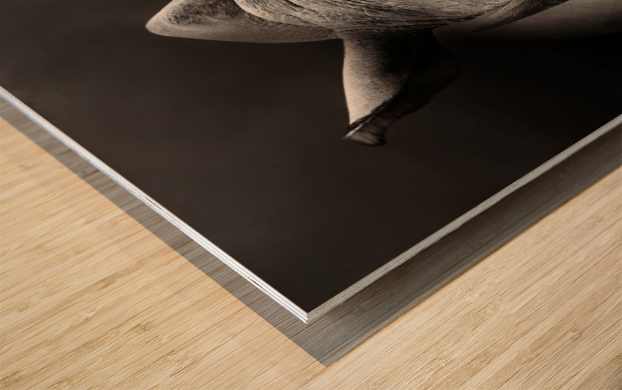 Rhinoceros portrait Wood print