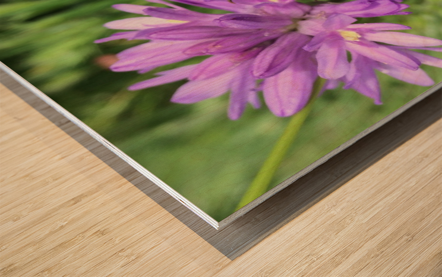 Butterfly on Wildflower Wood print