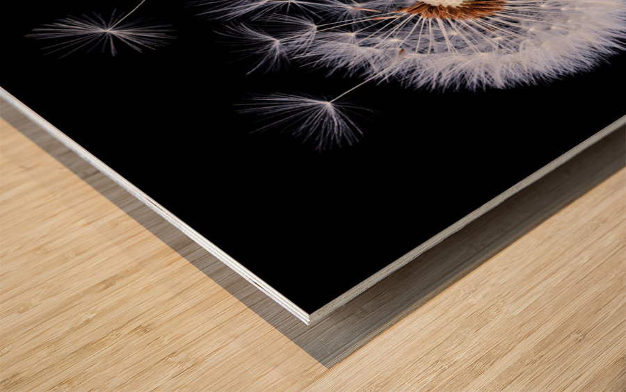 Dandelion Blowing Wood print