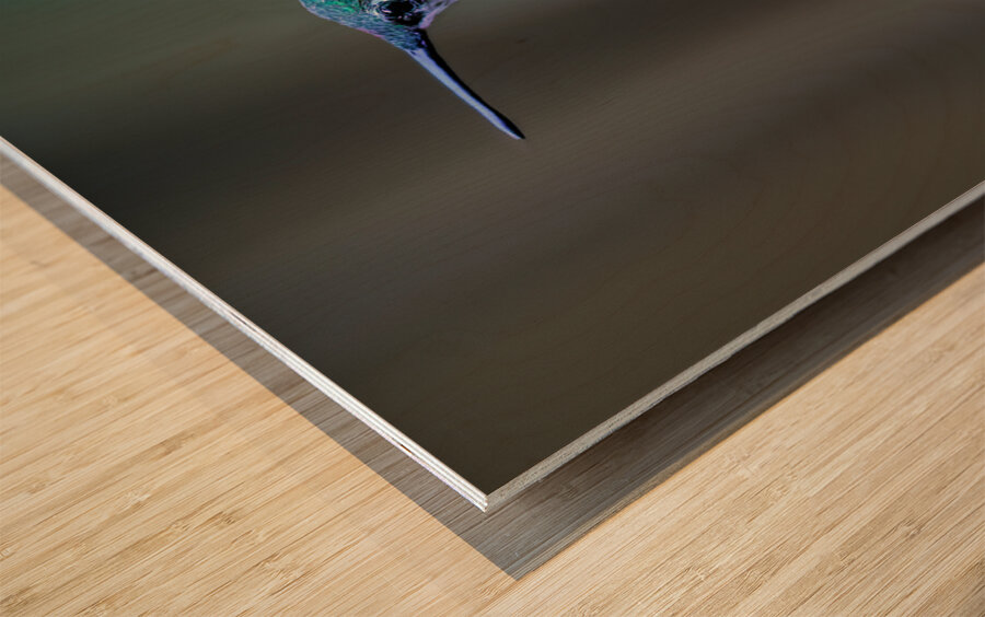 Female Ruby Throated Hummingbird Wood print