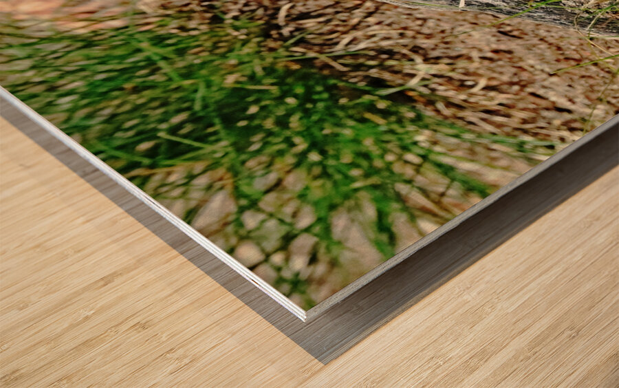 Lizard And Dragonfly Wood print