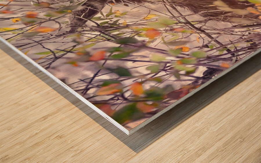 Teton Moose in the Bushes Wood print