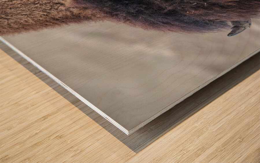 Buffalo head Wood print