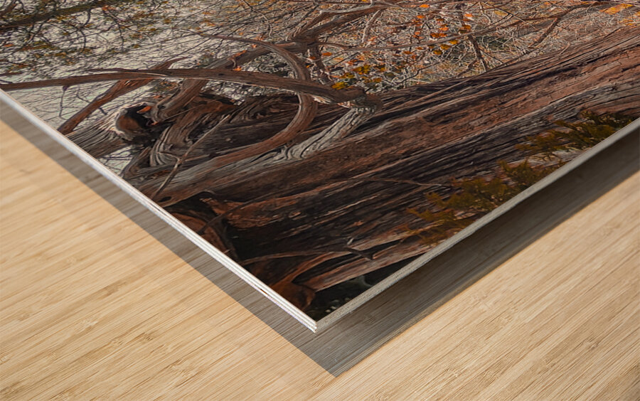 Autum Forest Wood print