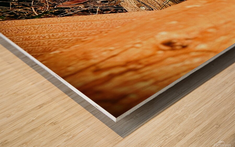 Bunnyette Wood print