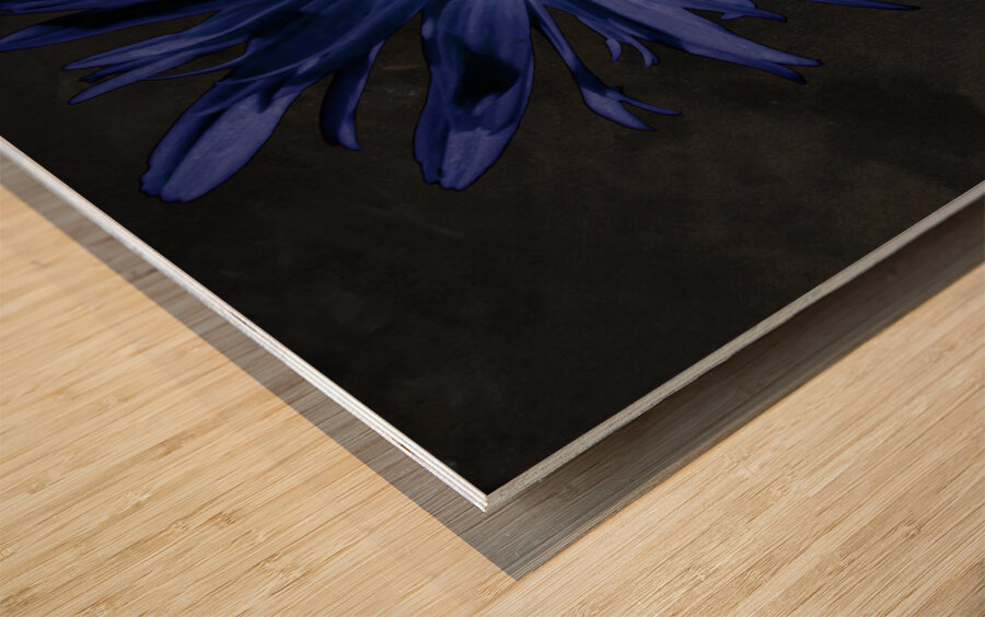  Abstract Blue Centred Daisy on a Dark Background Wood print