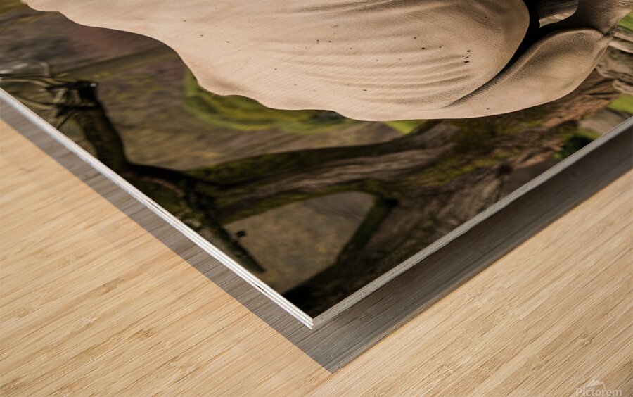 large rhino in the park 3 Wood print