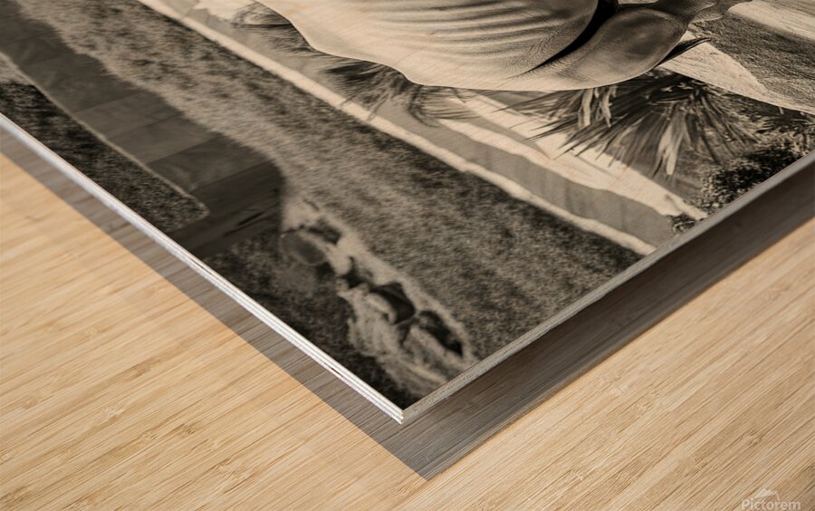 A rhinoceros in what appears to be a zoo or wildl Wood print