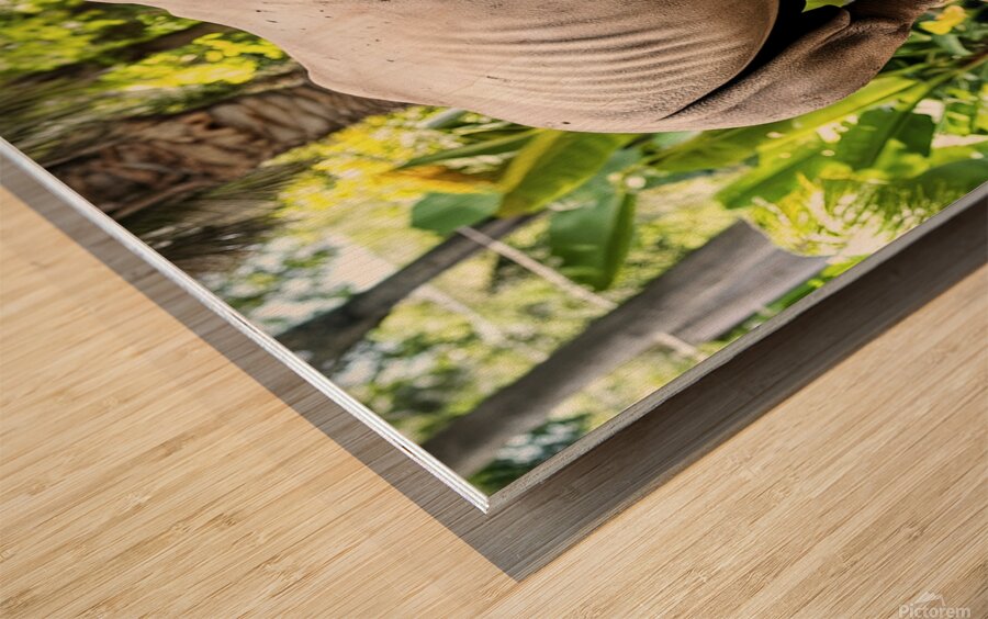 A rhinoceros in what appears to be a zoo or wildl 1722839494.4431 Wood print