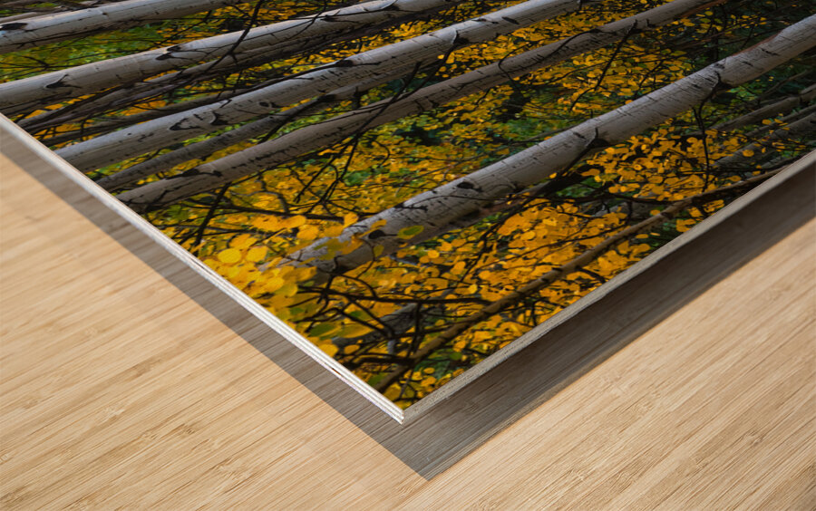 Roosevelt National Forest Wilderness Wonderland Wood print