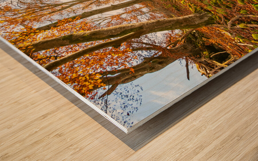 Sun rays in the autumnal forest Wood print