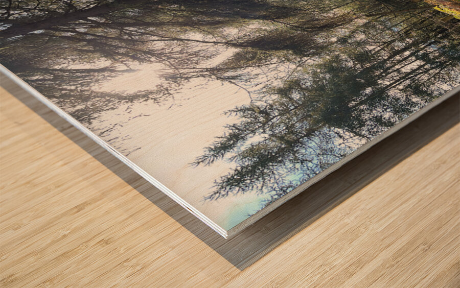 Autumnal Sunlight to the Forest Floor Wood print