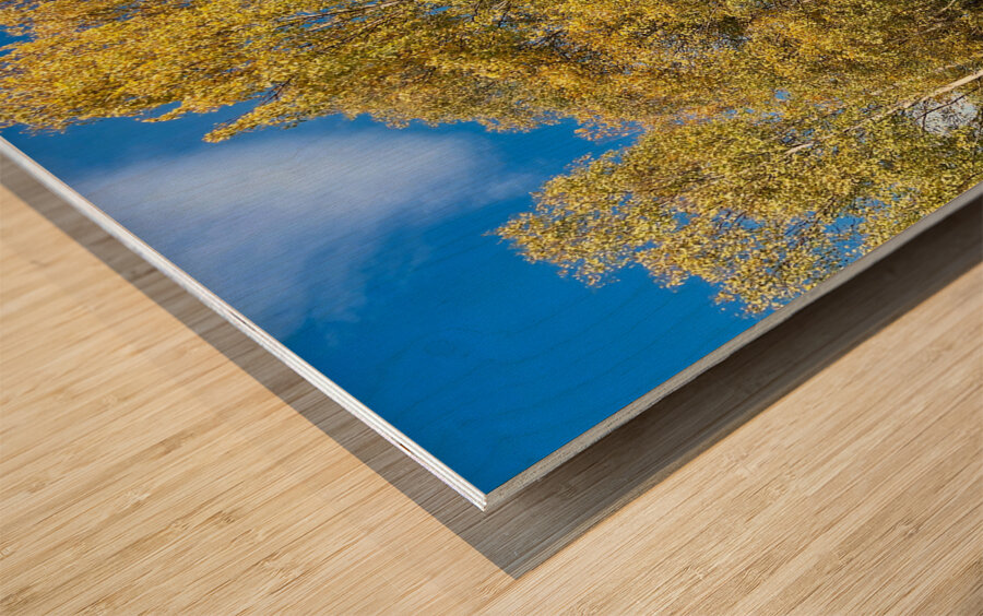 Golden Autumnal Birch Trees in the Scottish Highlands Wood print