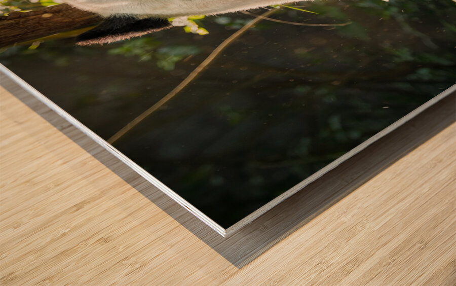 Giant panda bear in China Wood print