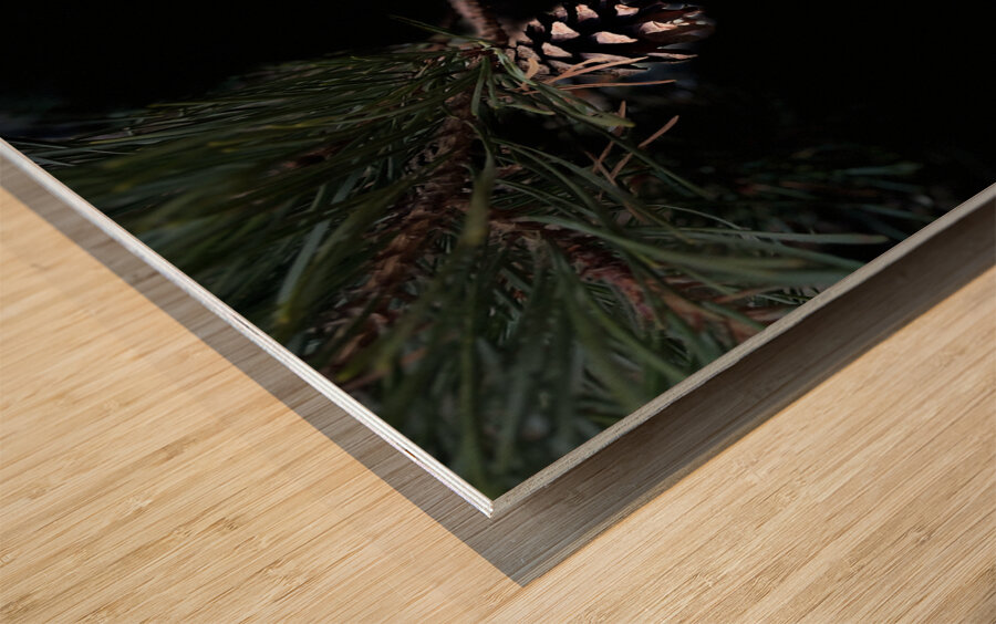 Scenes from the Trail- Pine Cone Wood print