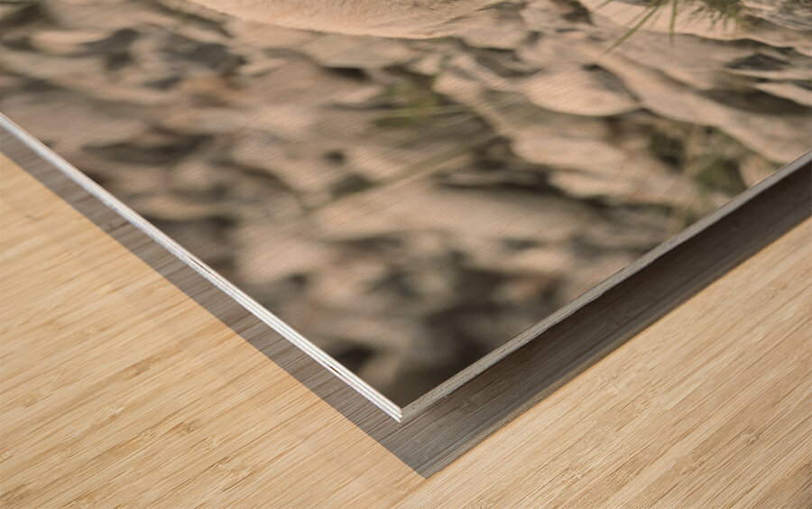 The Innocence of a Baby White Goat: Stunning Photography Wood print