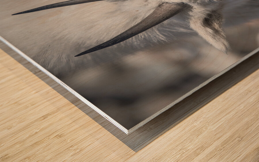 Majestic Close-Up: White Mountain Goat Portrait Wood print