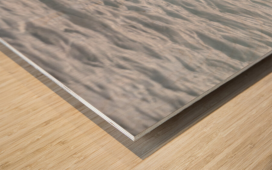 Sea Lion Mustaches: Whiskers of the Ocean Wood print