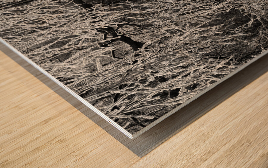 Frosty Birch Tree of the Scottish Highlands  Wood print