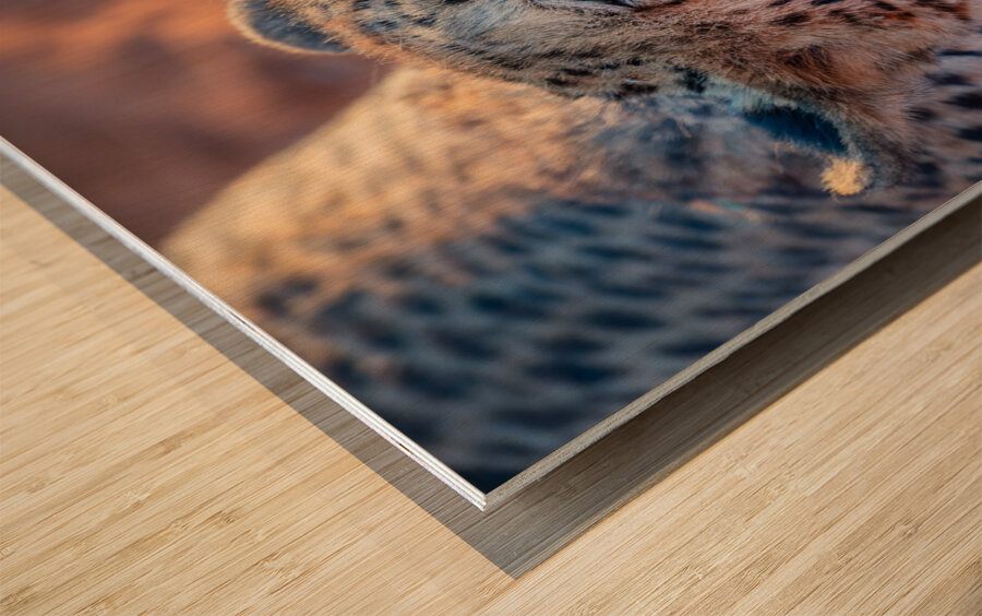 Angry cheetah portrait Namibia                           Wood print