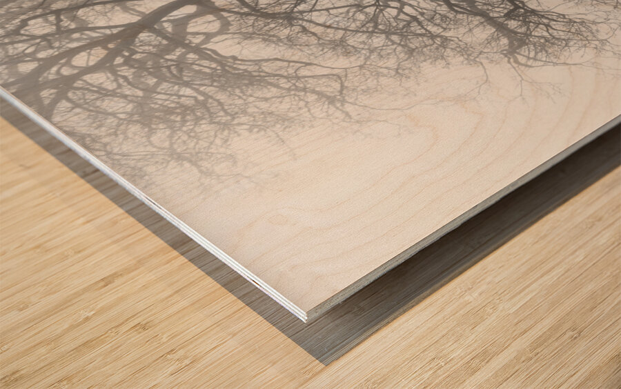 Moody black and white shot of trees in a park on a foggy morning  Wood print