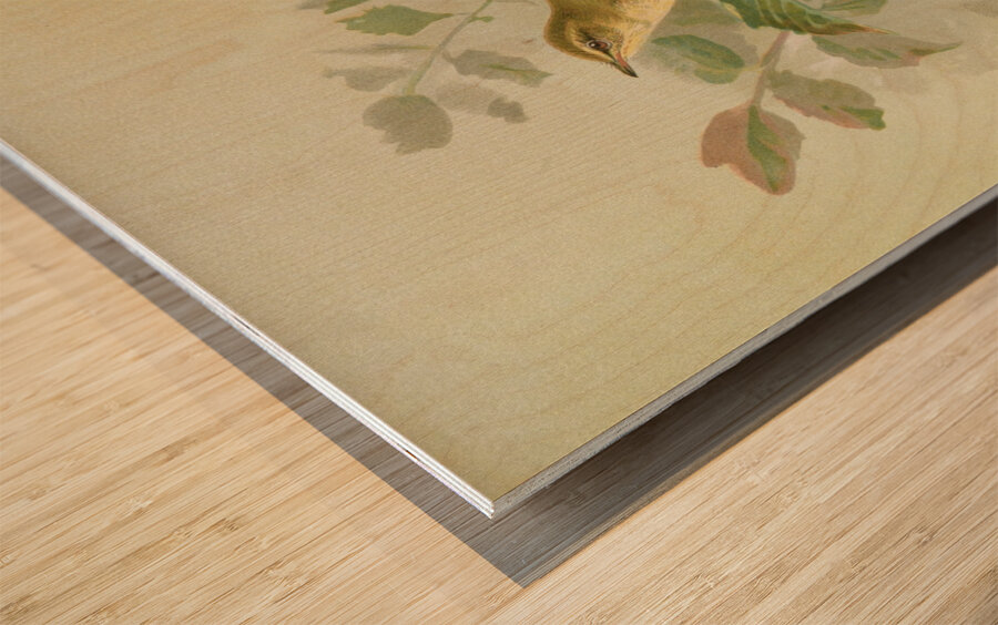 Phylloscopus viridanus. Nitidus. Borealis by Johann Friedrich Naumann [1780–1857] Wood print