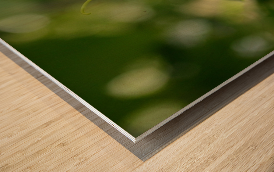 Virginia Creeper Vine Wood print