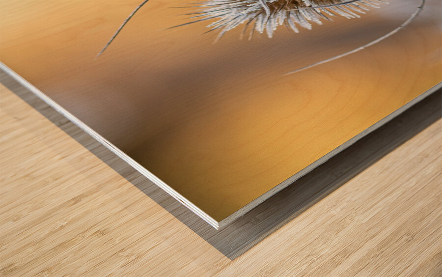 Closeup macro shot of a thistle flower covered by beautiful ice crystals  Wood print