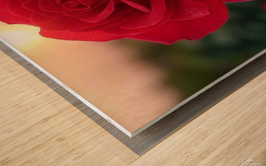 Red rose Wood print