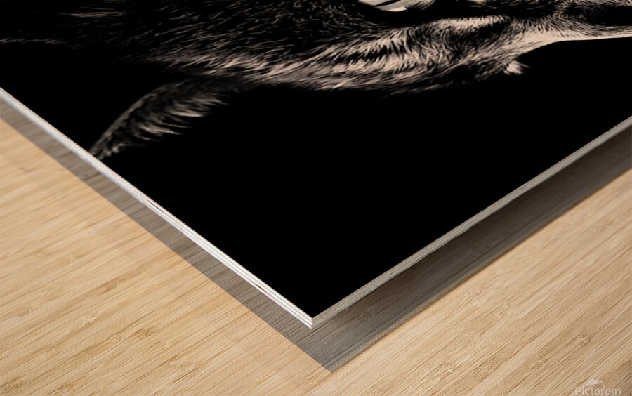 Monochrome Cat  Wood print