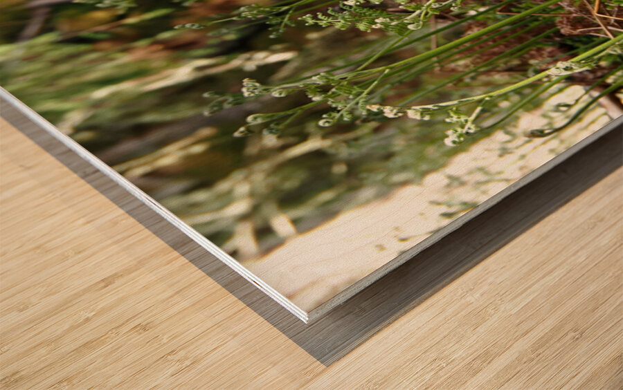 Young Ferns in the Scottish Highlands                                                                                                                      Wood print