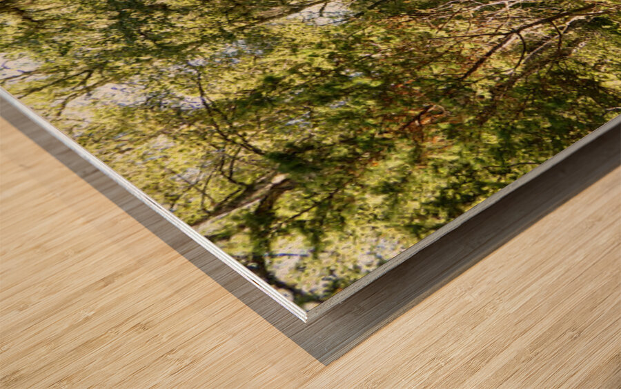 Scottish Highlands Forest Path  Wood print