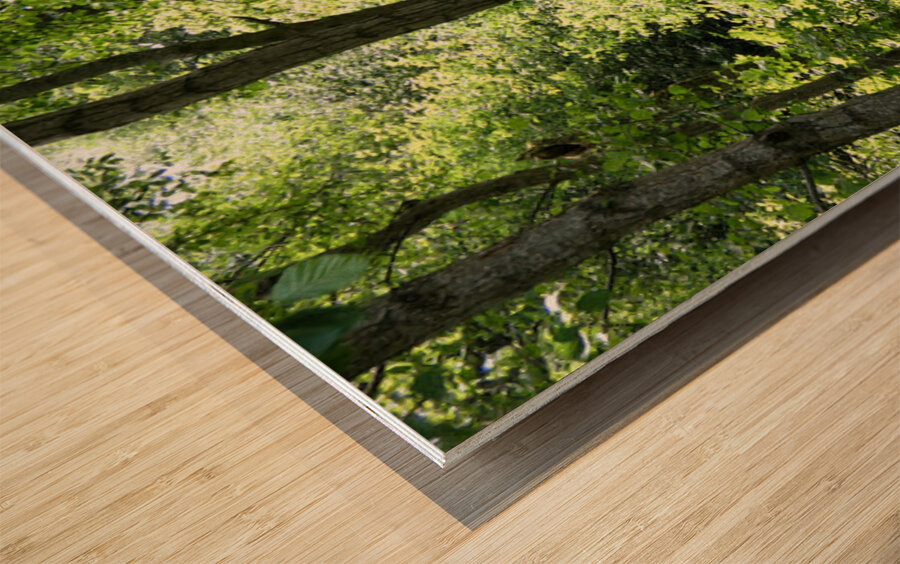 Forest Spring in the Scottish Highlands Wood print