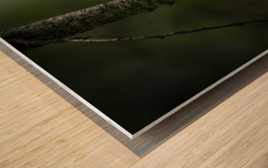 10759 Eastern Phoebe Sayornis phoebe Wood print