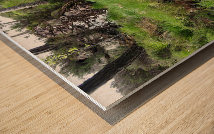  Scottish Highlands Home of the Wild Song                                                                                                                      Wood print