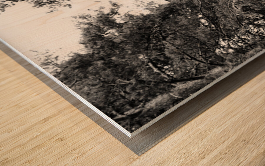 Monochrome Pine Woods in the Scottish Highlands                                                                                                                      Wood print