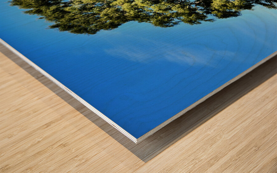 Scottish Highlands Birch Tree Trio Wood print