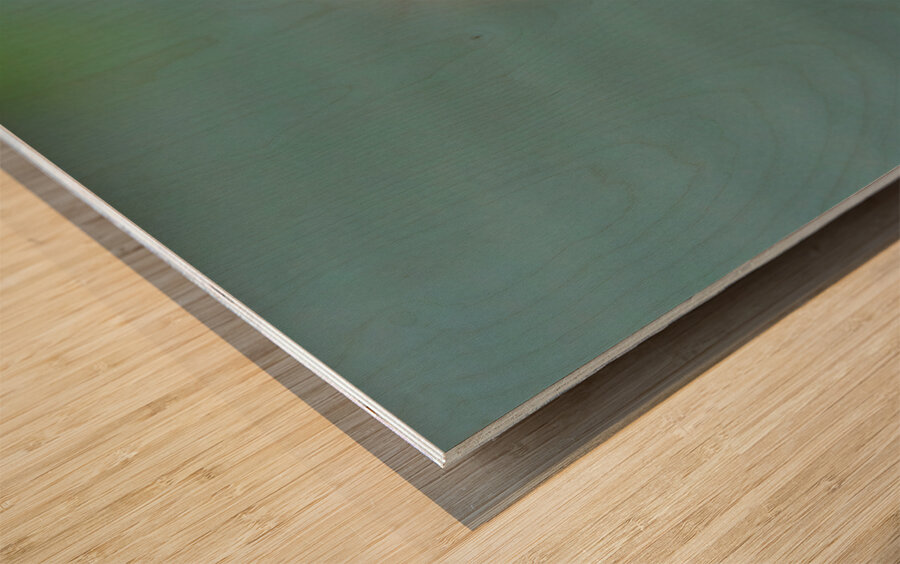 Juvenile Five Lined Skink Wood print